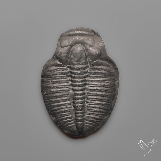 Trilobite Fossil