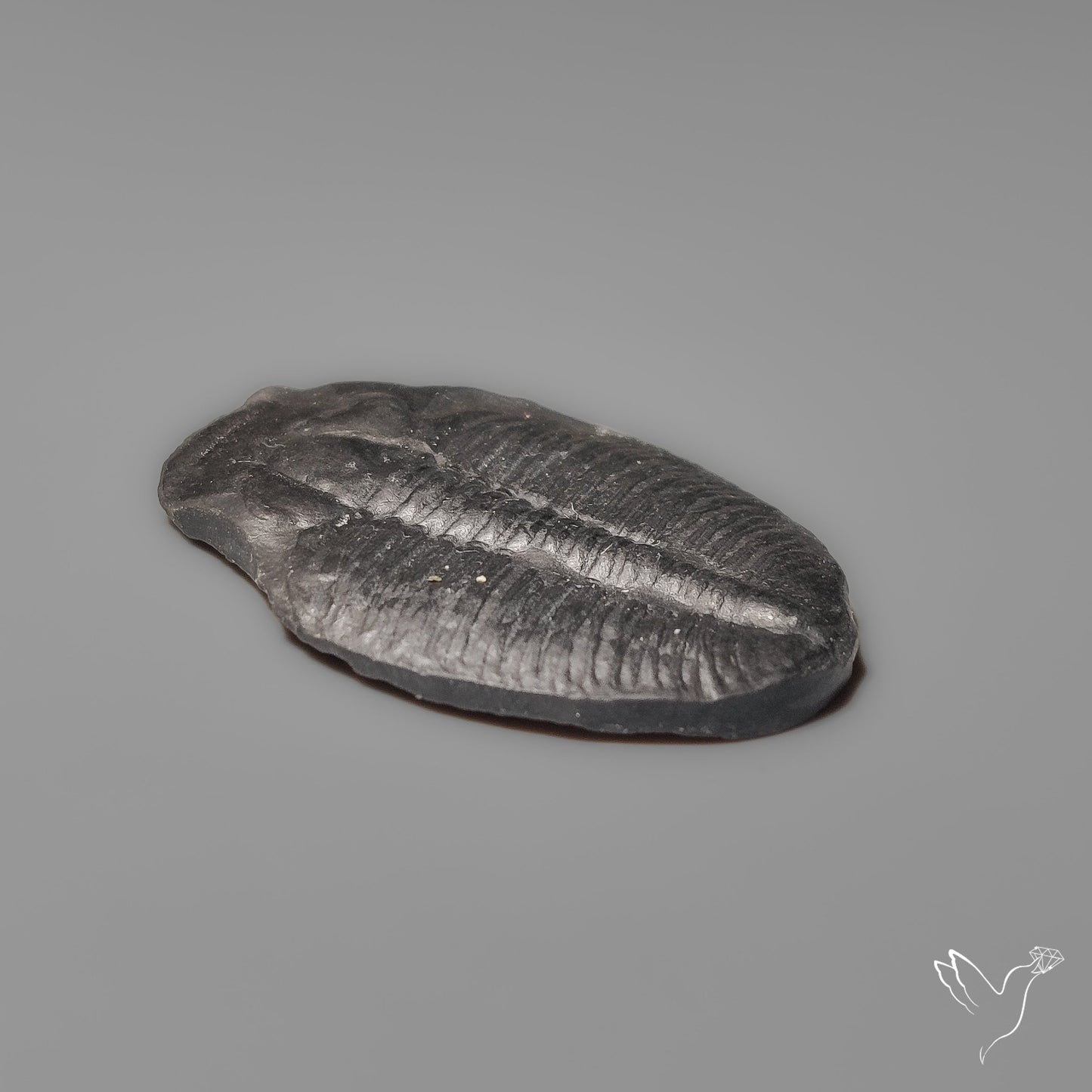 Trilobite Fossil