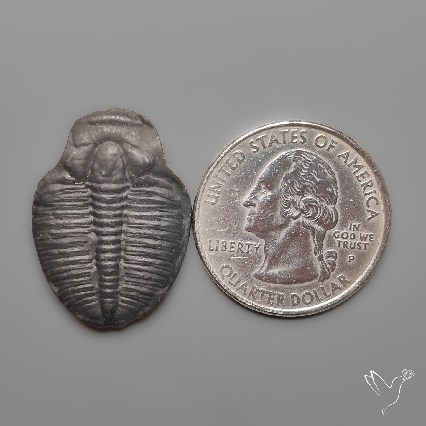 Trilobite Fossil