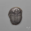 Trilobite Fossil