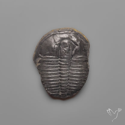 Trilobite Fossil