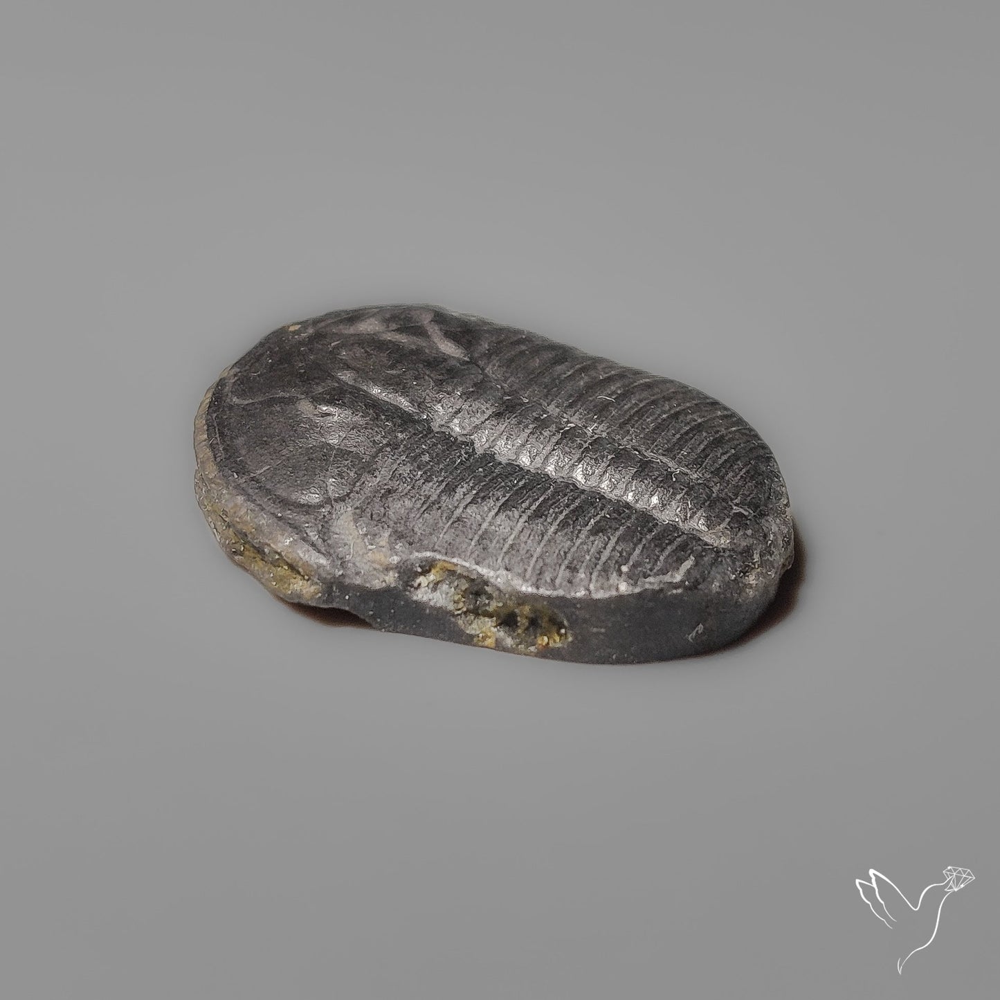 Trilobite Fossil