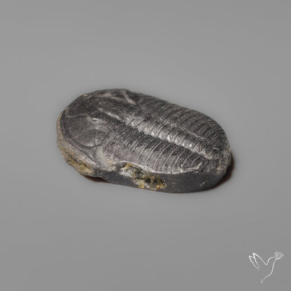 Trilobite Fossil