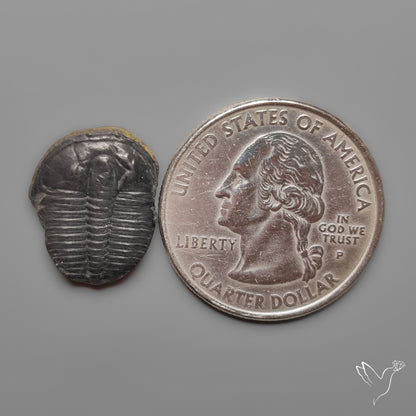 Trilobite Fossil
