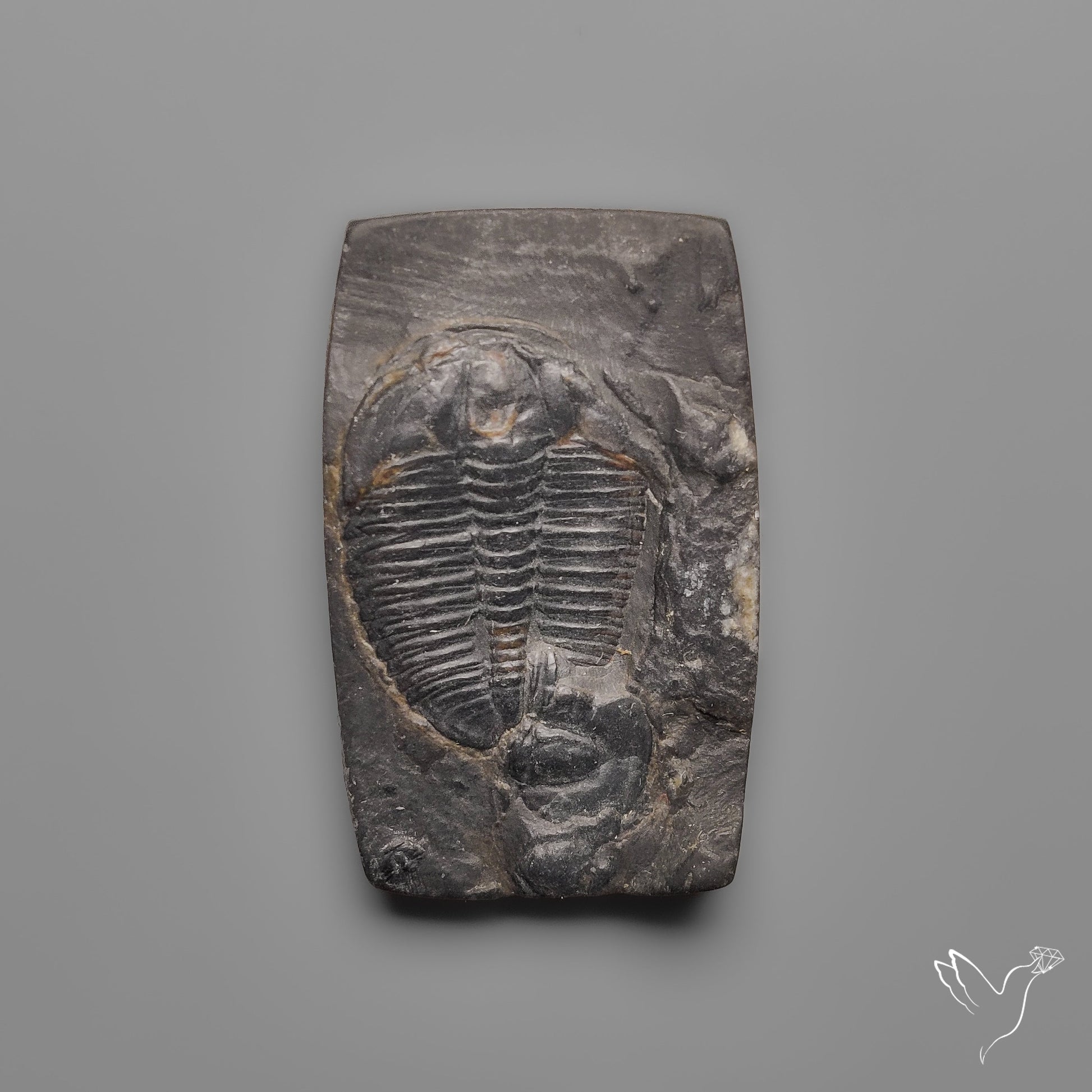 Trilobite Fossil