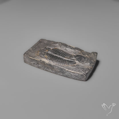 Trilobite Fossil