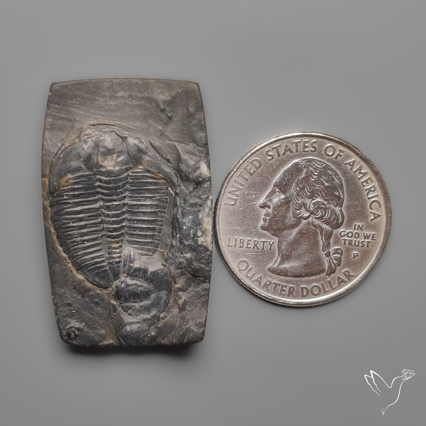 Trilobite Fossil