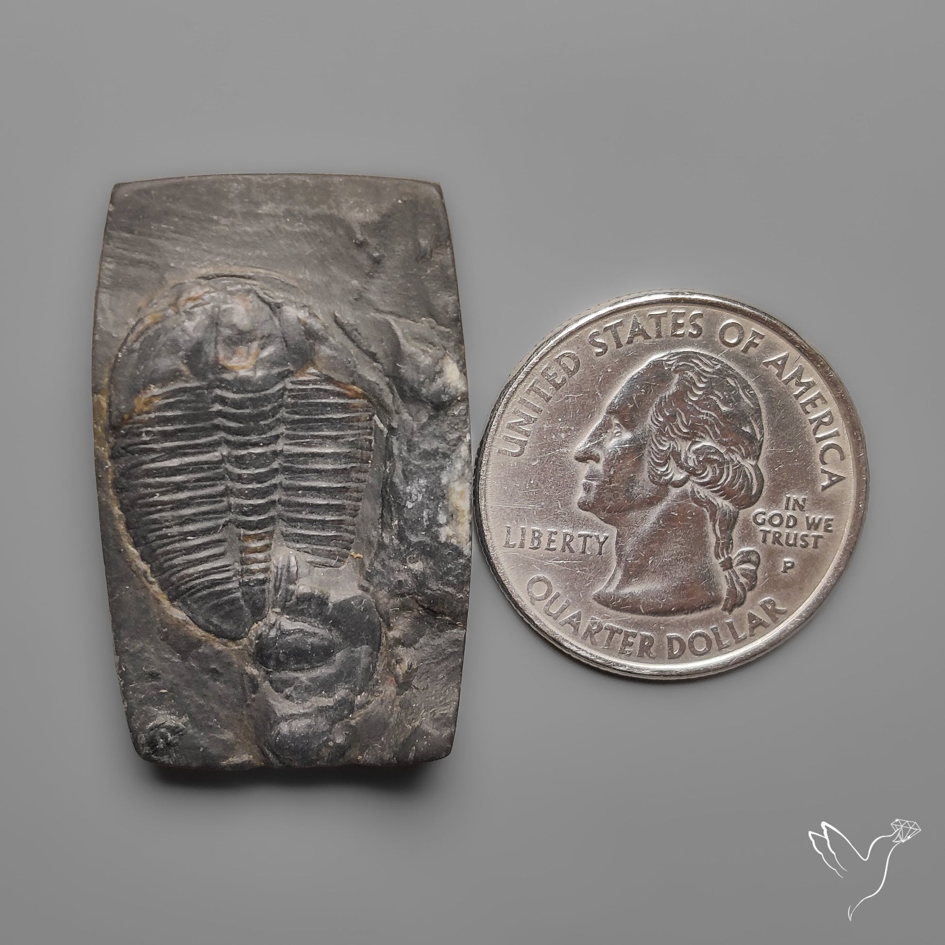 Trilobite Fossil