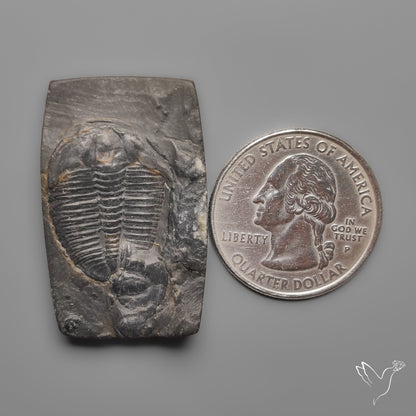 Trilobite Fossil