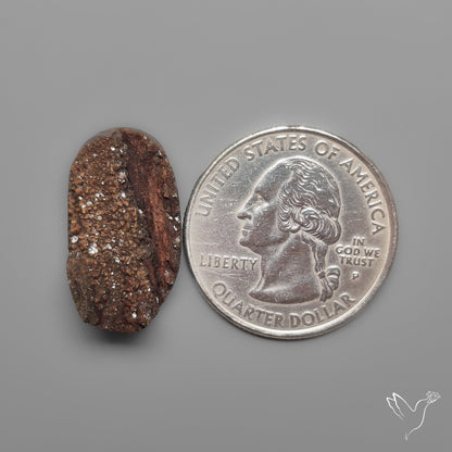 Arizona Petrified Wood Druzy