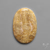 Fossil Coral Cabochon