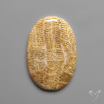 Fossil Coral Cabochon