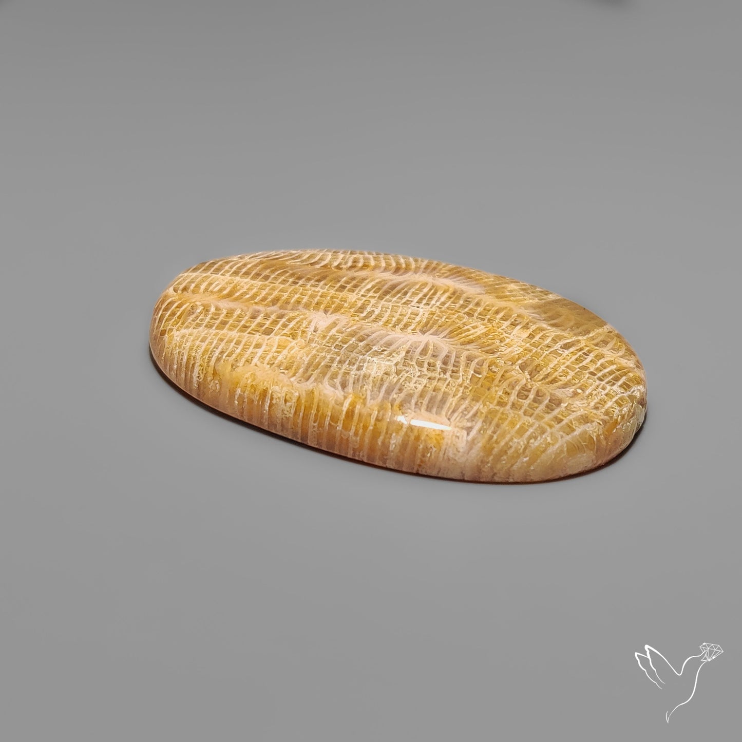 Fossil Coral Cabochon