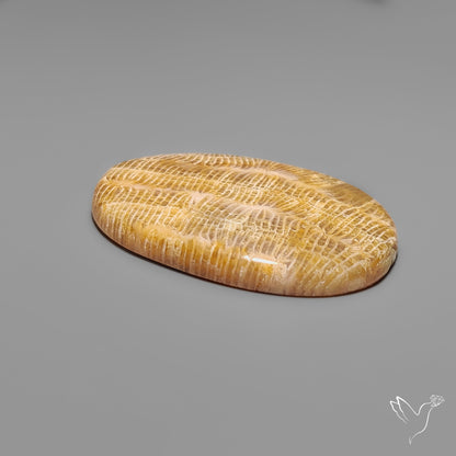 Fossil Coral Cabochon