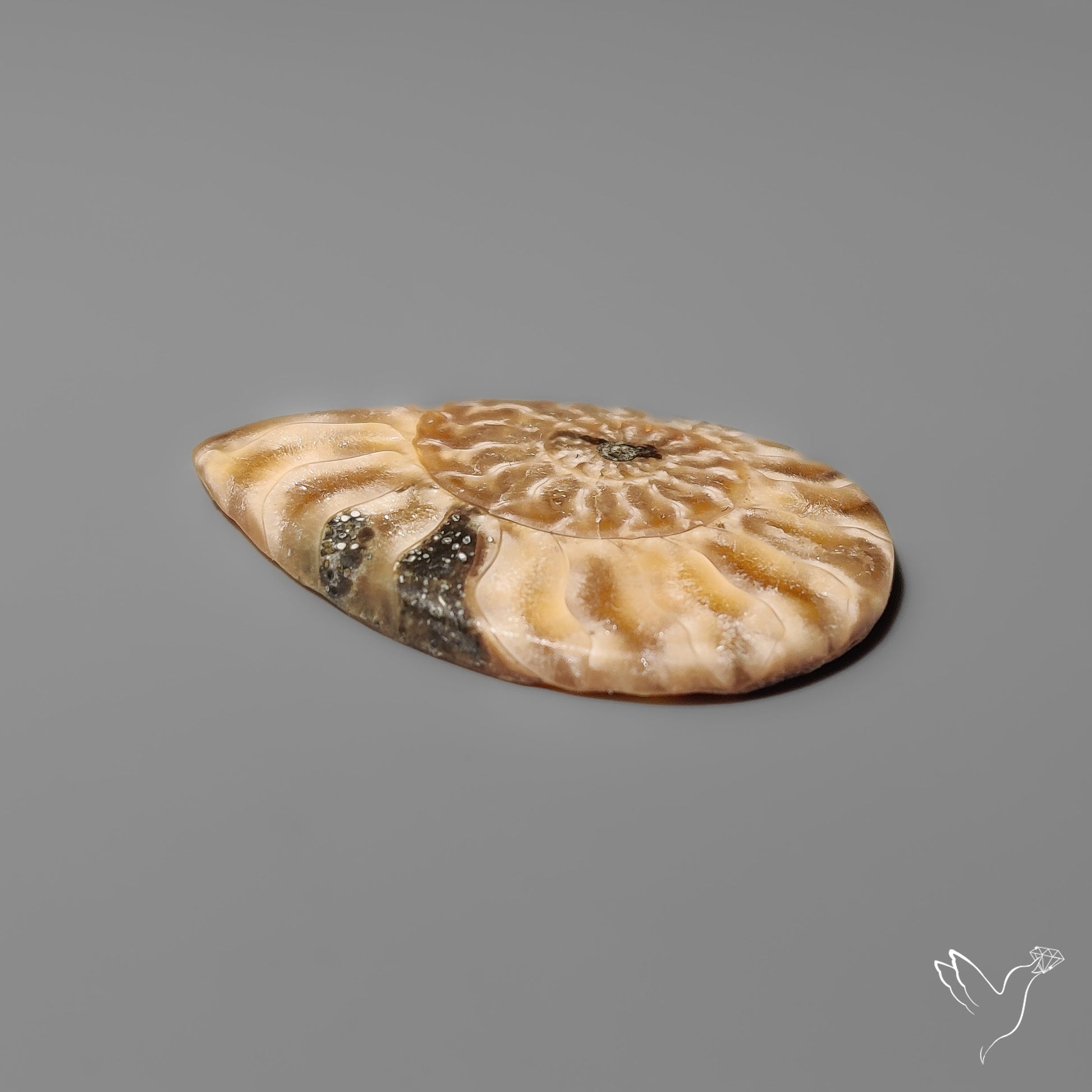 Ammonite