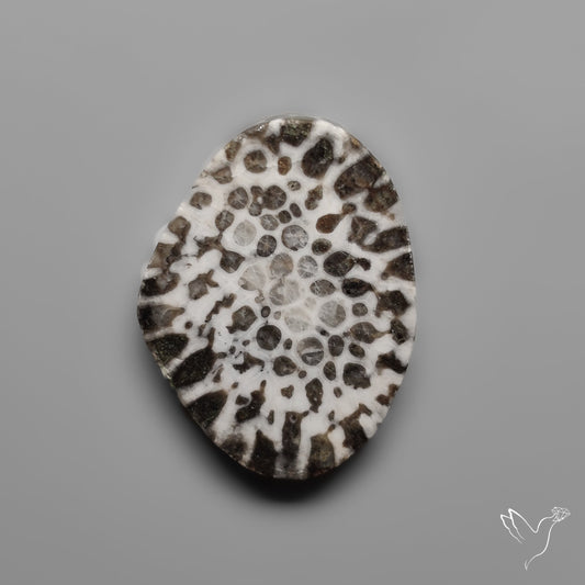 Black Fossil Coral