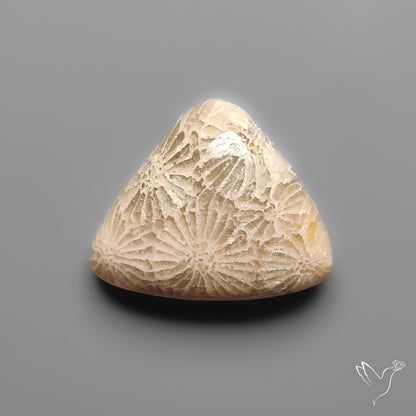 Fossil Coral