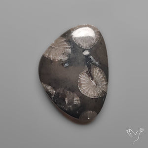 Black Fossil Coral Cabochon