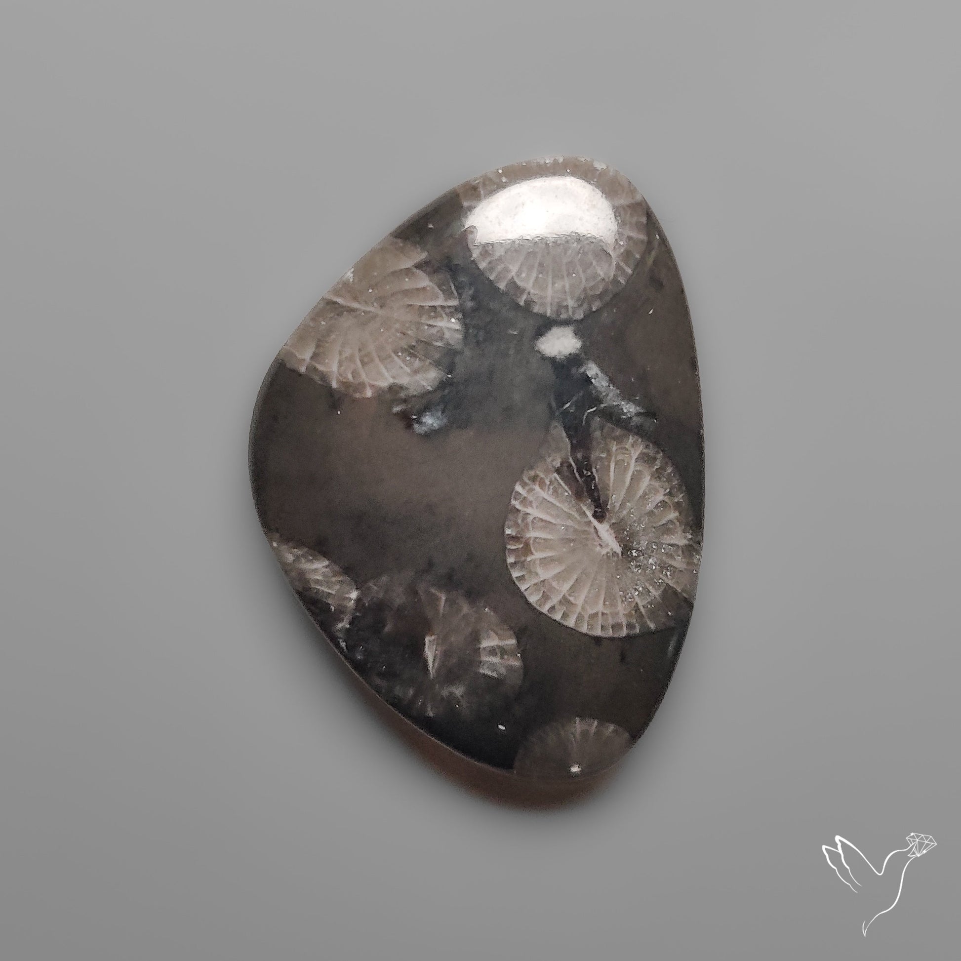 Black Fossil Coral Cabochon