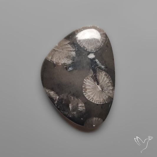 Black Fossil Coral Cabochon