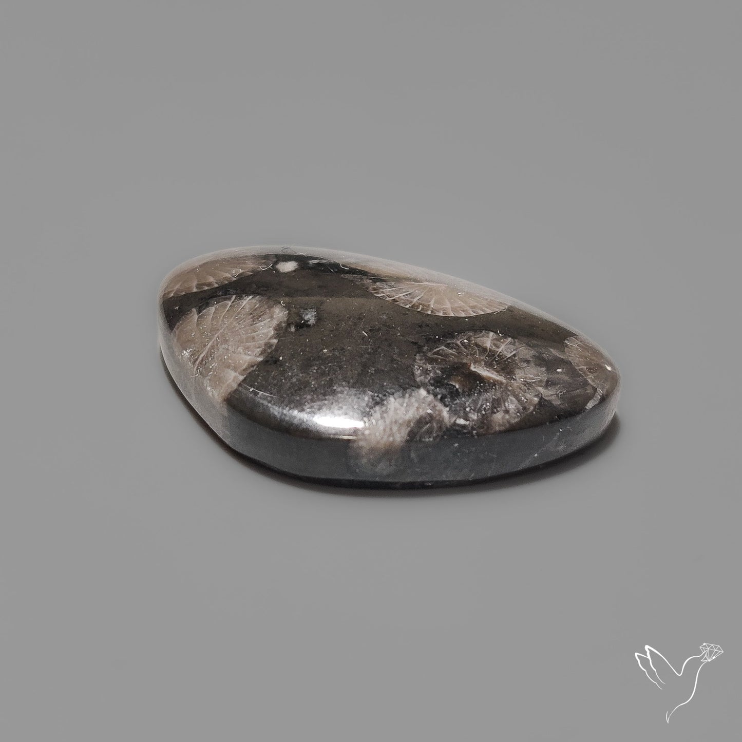 Black Fossil Coral Cabochon