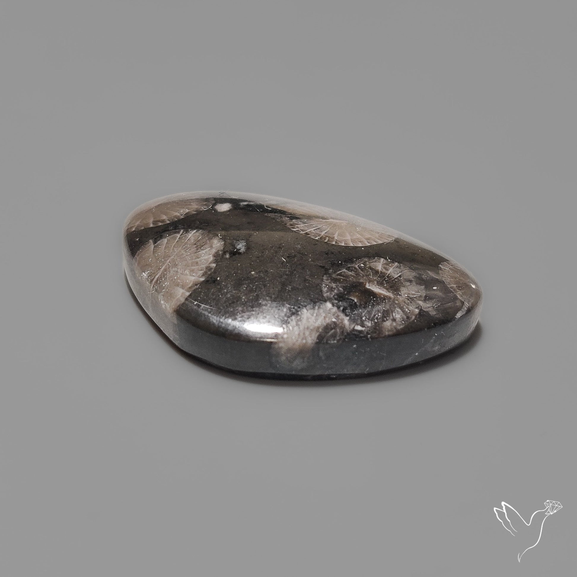 Black Fossil Coral Cabochon