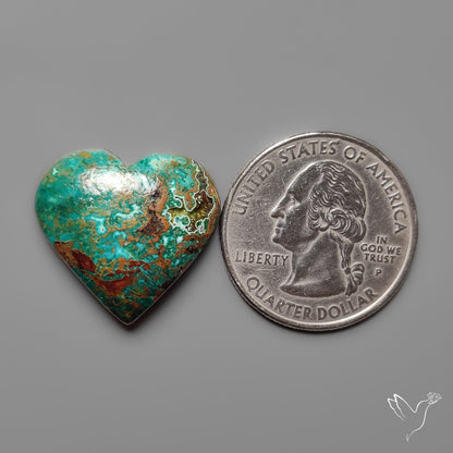 Parrot Wing Chrysocolla Cabochon
