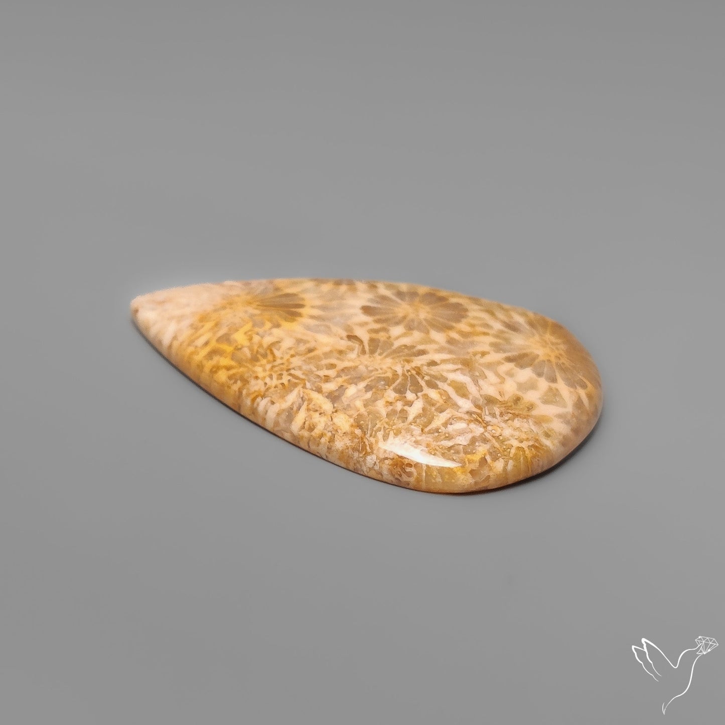 Fossil Coral