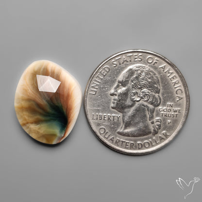 Rose Cut Shiva Eye Shell