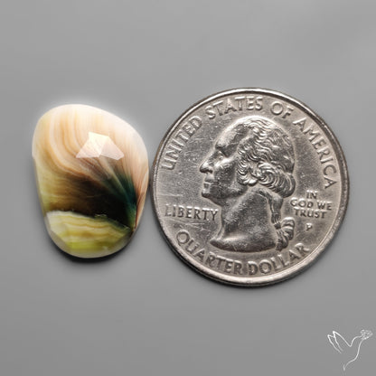 Rose Cut Shiva Eye Shell