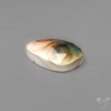 Rose Cut Shiva Eye Shell