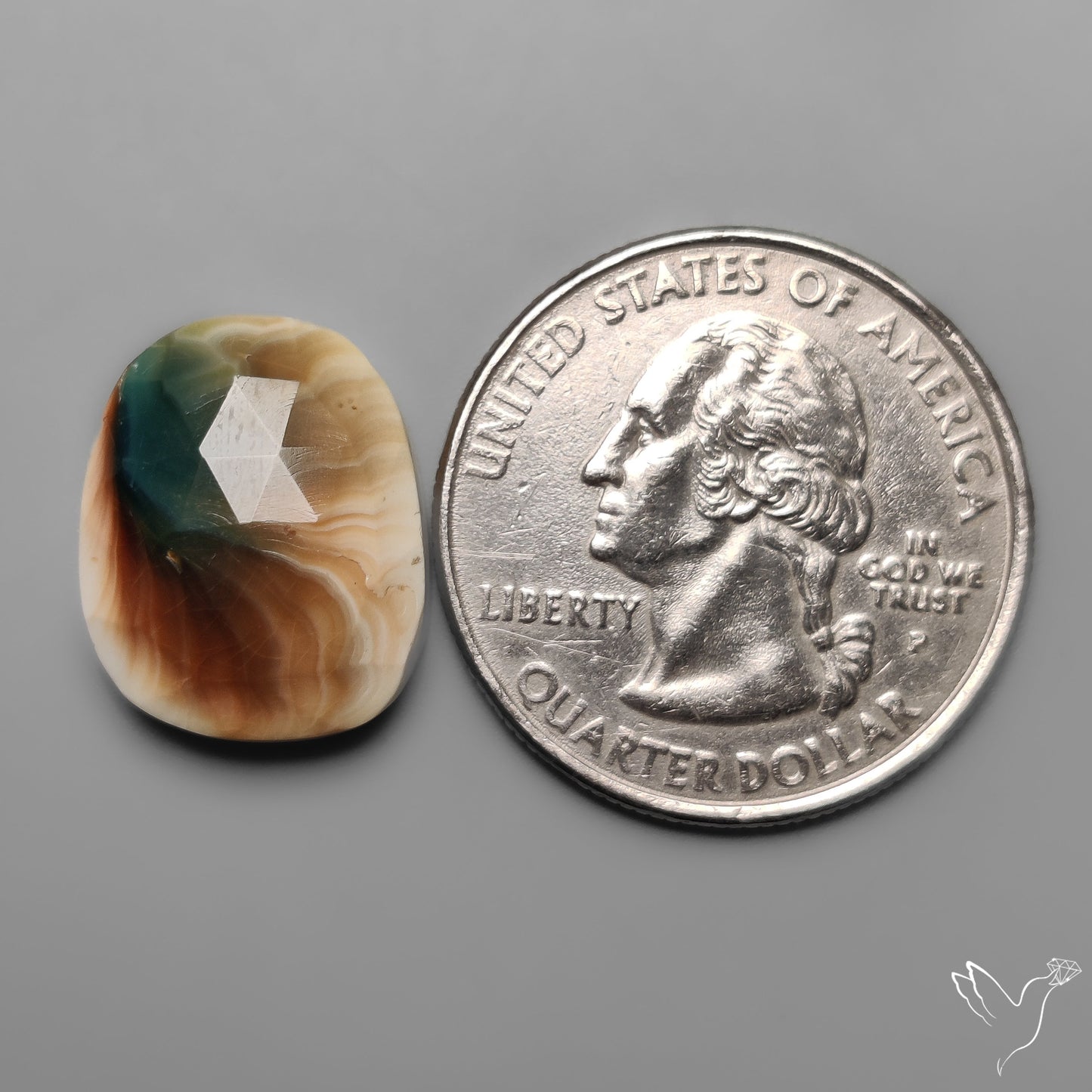 Rose Cut Shiva Eye Shell