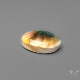 Rose Cut Shiva Eye Shell