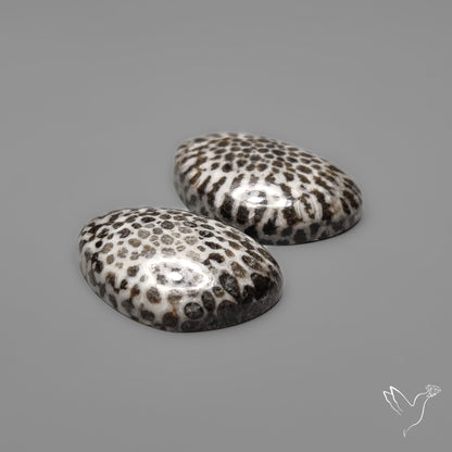 Stingray Black Fossil Corals Pair