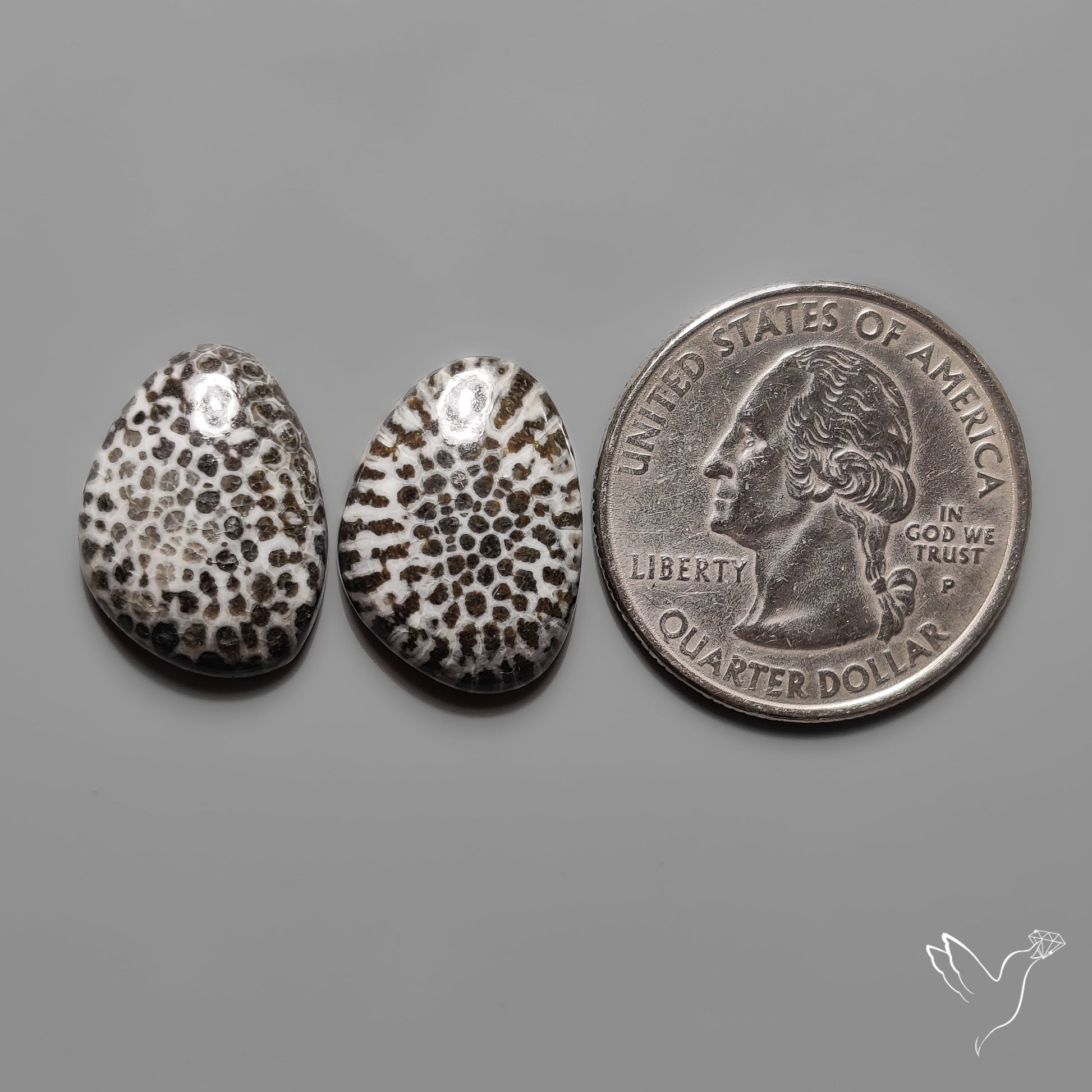 Stingray Black Fossil Corals Pair