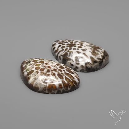 Stingray Black Fossil Corals Pair