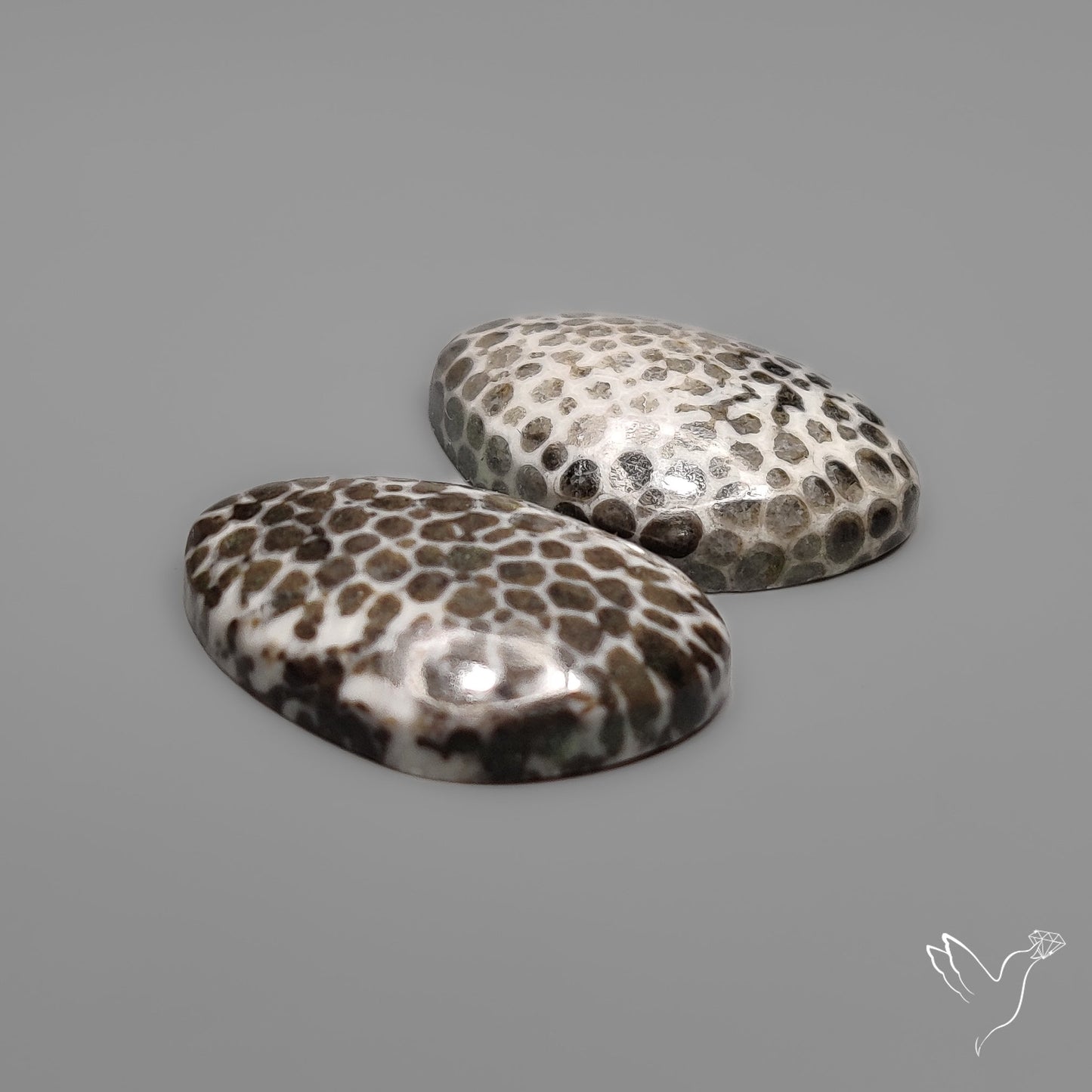 Stingray Black Fossil Corals Pair