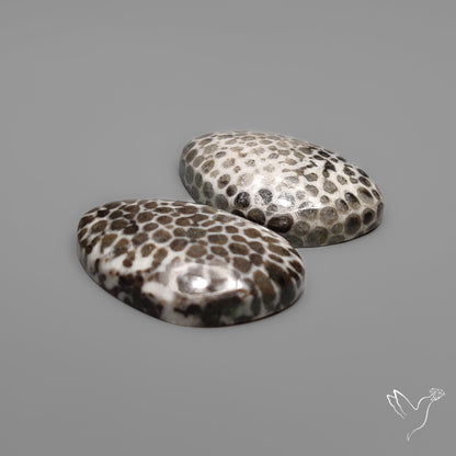 Stingray Black Fossil Corals Pair