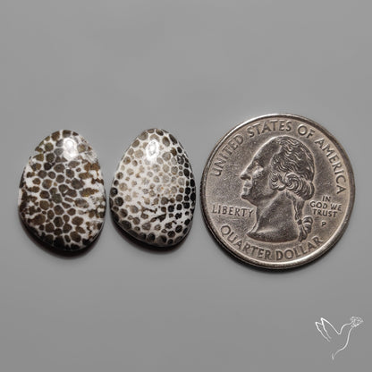 Stingray Black Fossil Corals Pair