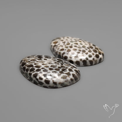 Stingray Black Fossil Corals Pair