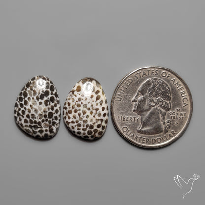 Stingray Black Fossil Corals Pair