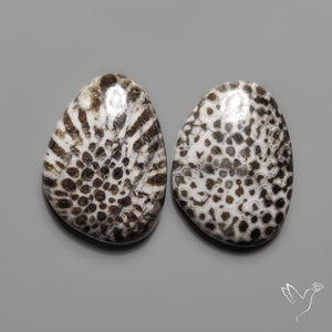 Stingray Black Fossil Corals Pair