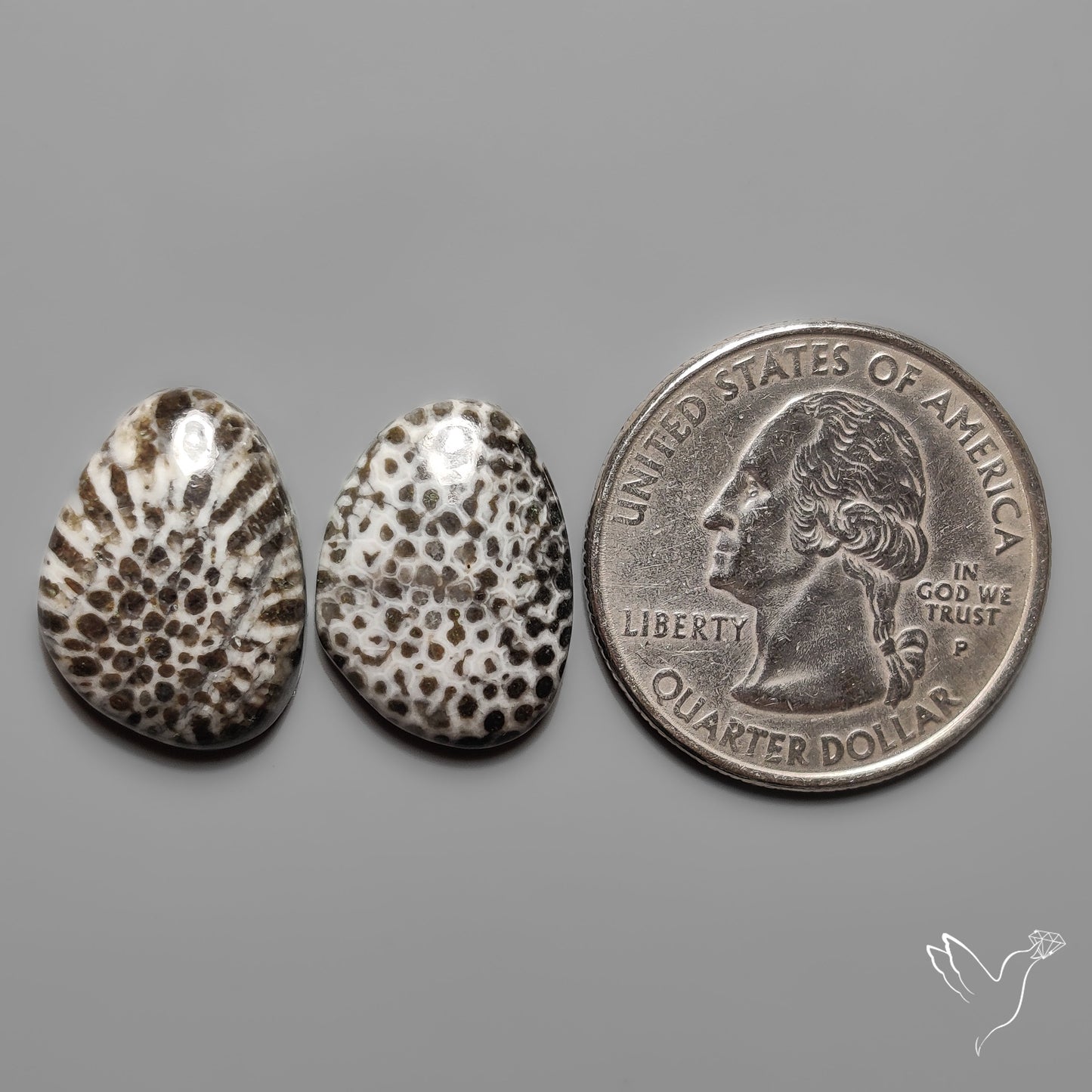 Stingray Black Fossil Corals Pair