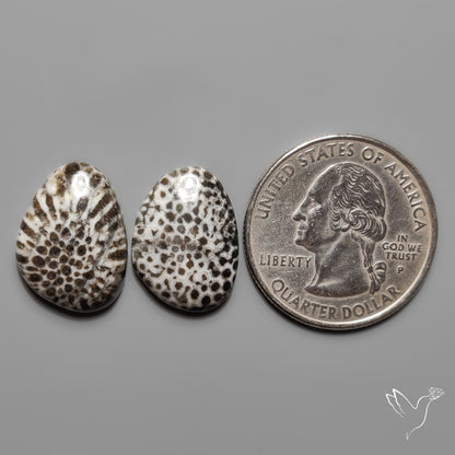 Stingray Black Fossil Corals Pair