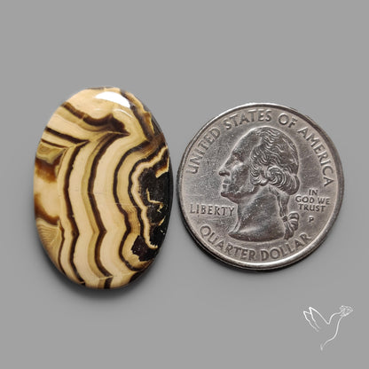 Schalenblende Cabochon