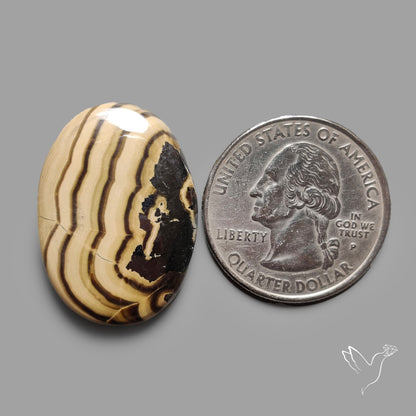 Schalenblende Cabochon