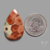 Peanut Wood Obsidian Cabochon