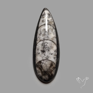 Orthoceras Fossil Cabochon