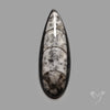 Orthoceras Fossil Cabochon