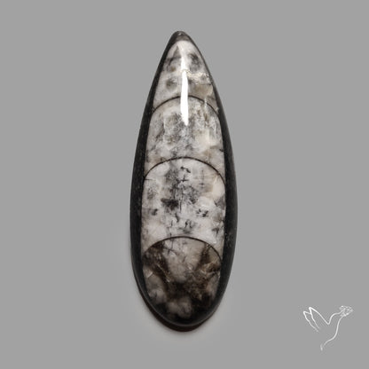 Orthoceras Fossil Cabochon